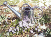 Photo by Terry Hale: Crocus reflected in watering can (link to home page)