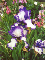 Photo by Terry Hale: Bearded iris 'Loop the Loop'